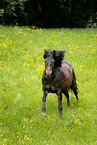 galloping Paso Peruano