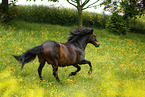 galloping Paso Peruano