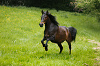 galloping Paso Peruano