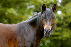 Paso Peruano Portrait