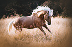 galloping Paso Peruano