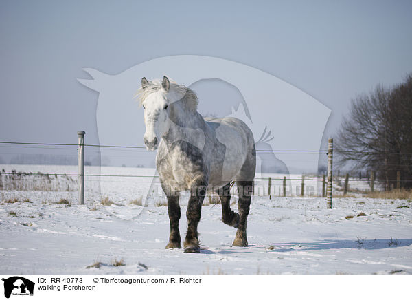 laufender Percheron / walking Percheron / RR-40773