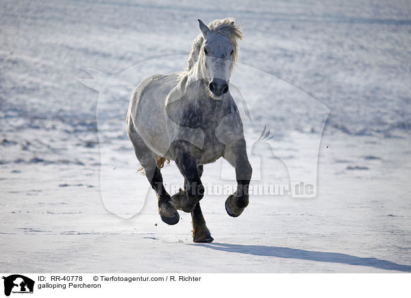 galloping Percheron / RR-40778