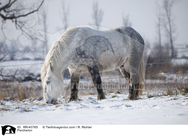 Percheron / RR-40785