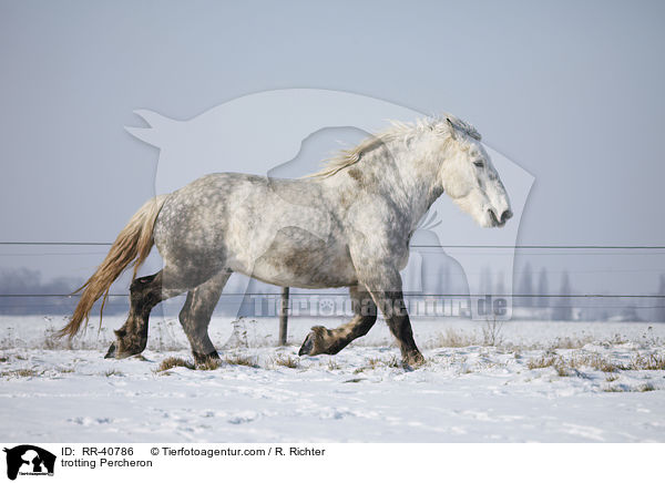 trotting Percheron / RR-40786