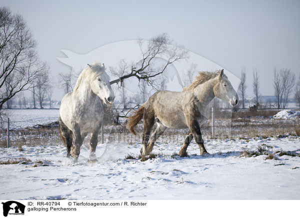 galoppierende Percherons / galloping Percherons / RR-40794