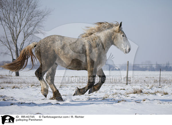 galoppierender Percheron / galloping Percheron / RR-40795