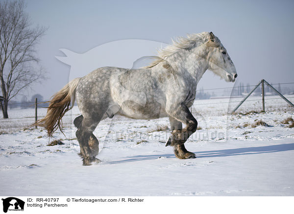 trabender Percheron / trotting Percheron / RR-40797