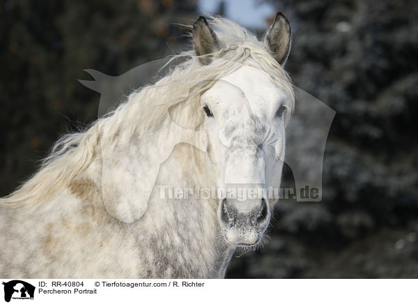 Percheron Portrait / Percheron Portrait / RR-40804