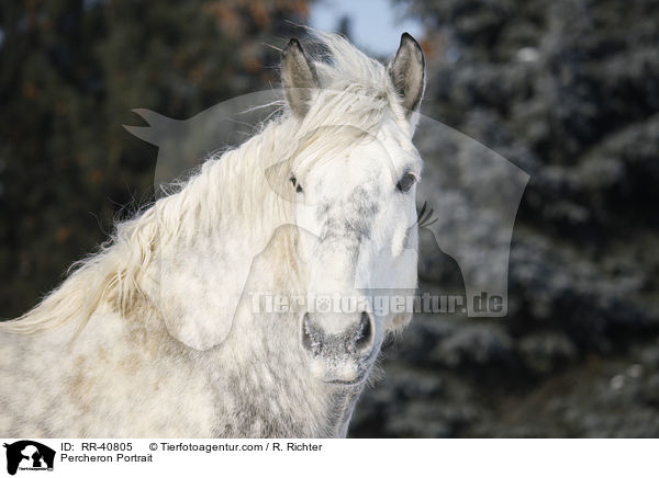 Percheron Portrait / Percheron Portrait / RR-40805