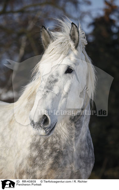 Percheron Portrait / RR-40809