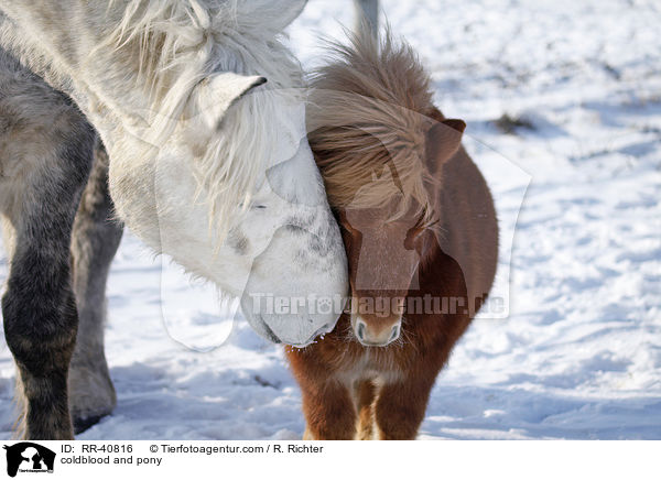 Kaltblut und Pony / coldblood and pony / RR-40816