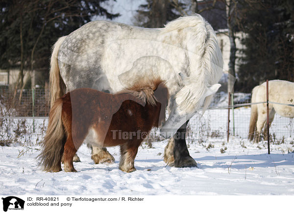 Kaltblut und Pony / coldblood and pony / RR-40821