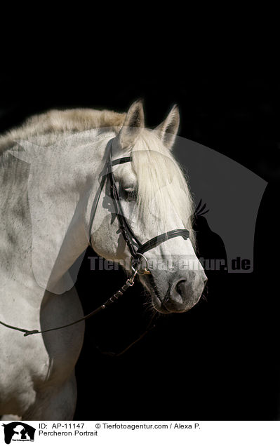 Percheron Portrait / AP-11147