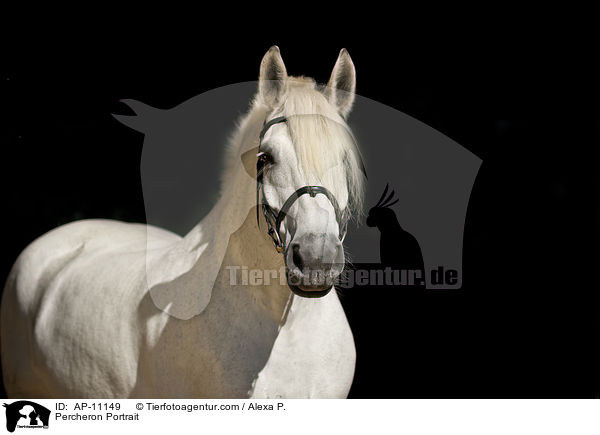 Percheron Portrait / AP-11149