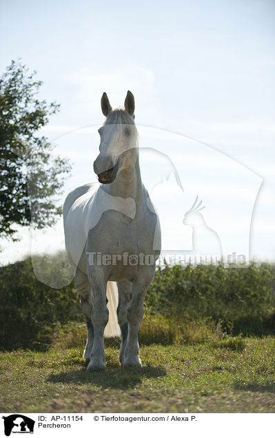 Percheron / Percheron / AP-11154