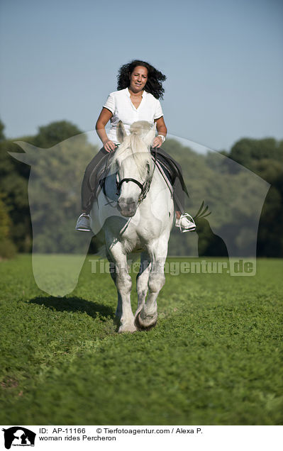 Frau reitet Percheron / woman rides Percheron / AP-11166