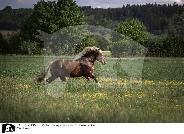 Percheron / IFE-01355