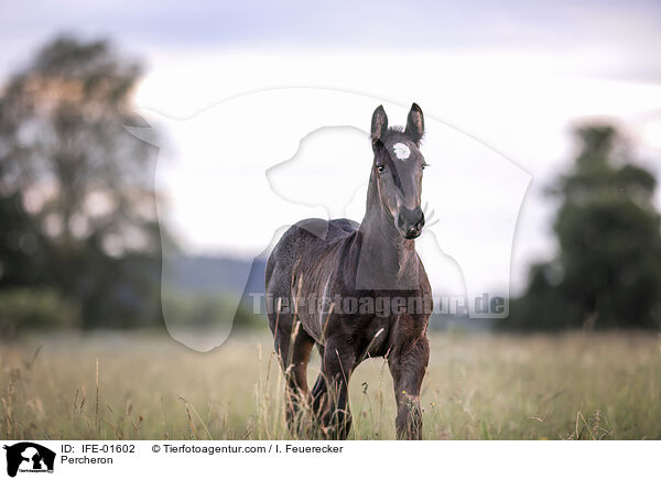 Percheron / Percheron / IFE-01602