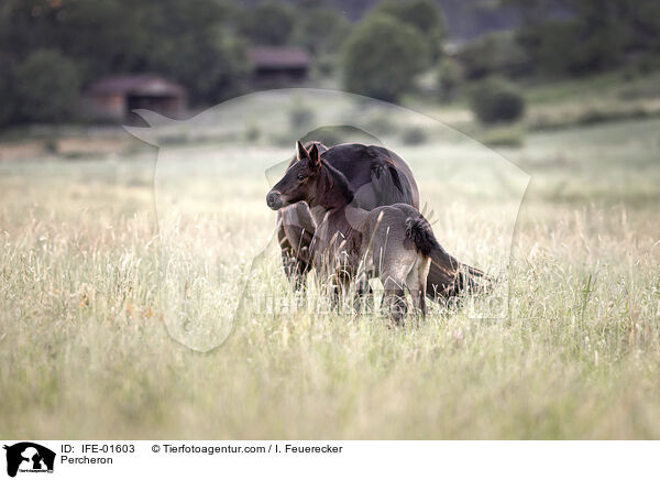 Percheron / Percheron / IFE-01603
