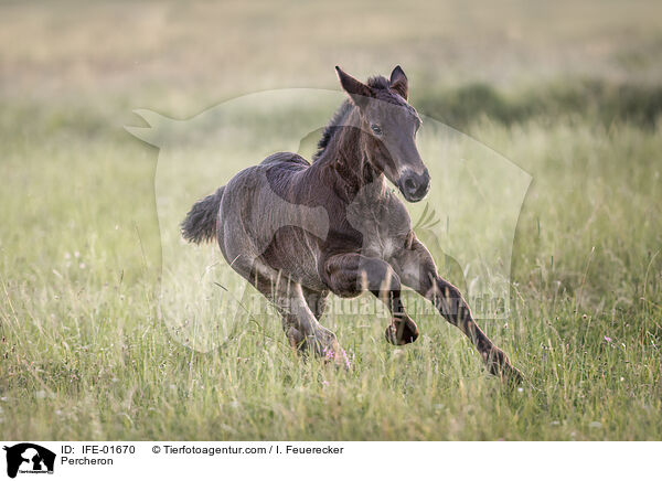 Percheron / Percheron / IFE-01670