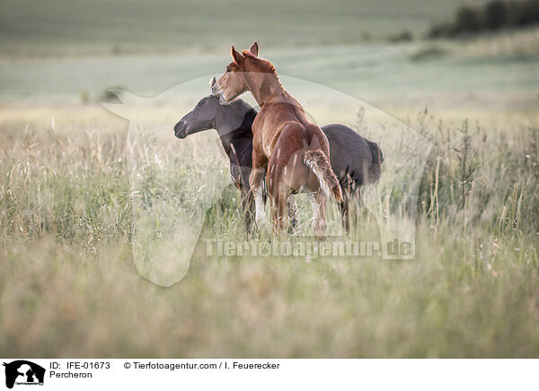 Percheron / Percheron / IFE-01673