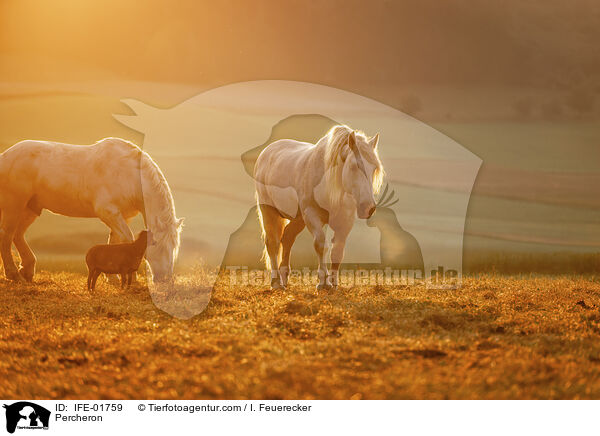 Percheron / Percheron / IFE-01759