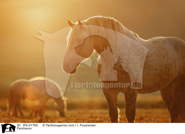 Percheron / Percheron / IFE-01760