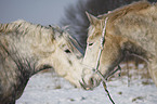 Percheron Portrait