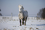 trotting Percheron