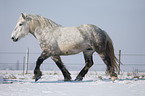 trotting Percheron