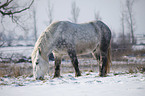 Percheron