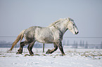 trotting Percheron