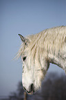 Percheron Portrait