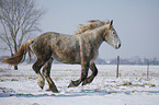 galloping Percheron