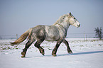 trotting Percheron