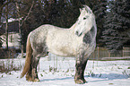 Percheron