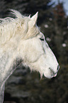 Percheron Portrait