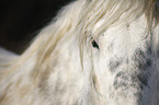 Percheron eye