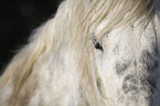 Percheron eye