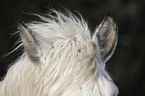 Percheron ears