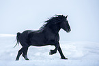 Percheron