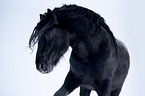 Percheron