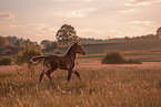 Percheron foal