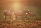 Percheron