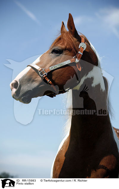 Pinto Hengst / Pinto stallion / RR-15983