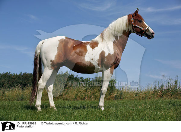 Pinto Hengst / Pinto stallion / RR-15988