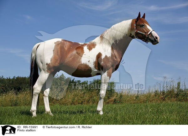 Pinto stallion / RR-15991