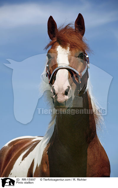 Pinto Hengst / Pinto stallion / RR-15997