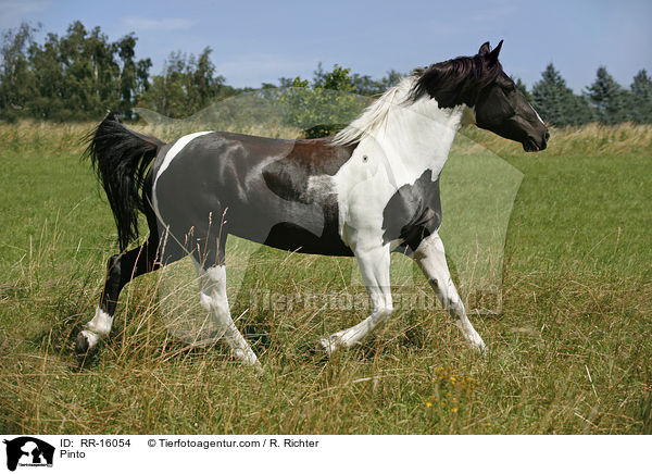 Pinto / Pinto / RR-16054